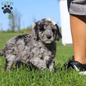 Roxy, Newfypoo Puppy